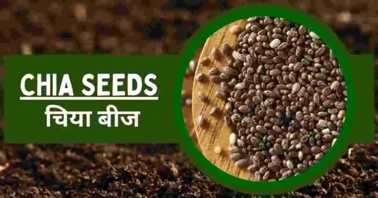 Chia seeds in hindi